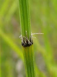 Attēlu rezultāti vaicājumam “Equisetum variegatum”