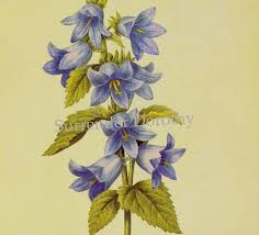 Attēlu rezultāti vaicājumam “Campanula trachelium flower”