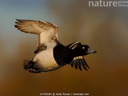 Attēlu rezultāti vaicājumam “Aythya fuligula male”