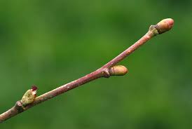 Attēlu rezultāti vaicājumam “Corylus avellana”