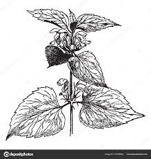 Attēlu rezultāti vaicājumam “Lamium album leaf”