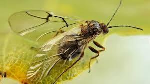 Attēlu rezultāti vaicājumam “Cynips quercusfolii”