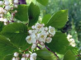 Attēlu rezultāti vaicājumam “Crataegus macracantha fruit”