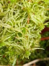 Attēlu rezultāti vaicājumam “Sphagnum fimbriatum”