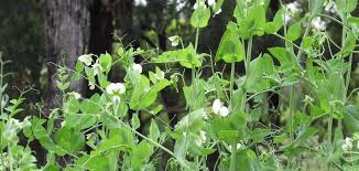 Attēlu rezultāti vaicājumam “Pisum sativum leaf”