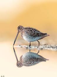 Attēlu rezultāti vaicājumam “Gallinago gallinago”