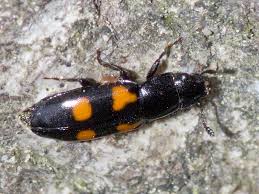 Attēlu rezultāti vaicājumam “Glischrochilus quadripunctatus”