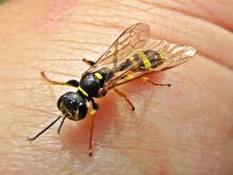 Attēlu rezultāti vaicājumam “Crabronidae”