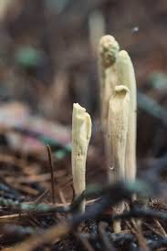 Attēlu rezultāti vaicājumam “Clavariadelphus ligula”