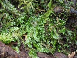 Attēlu rezultāti vaicājumam “Pseudotaxiphyllum elegans macro”