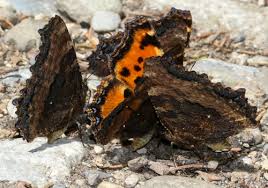 Attēlu rezultāti vaicājumam “Nymphalis polychloros upperside”