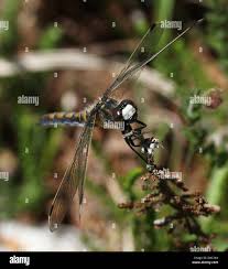 Attēlu rezultāti vaicājumam “Leucorrhinia rubicunda male”