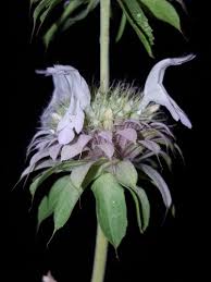 Attēlu rezultāti vaicājumam “Mentha x verticillata leaf”