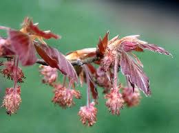 Attēlu rezultāti vaicājumam “Fagus sylvatica male flower”