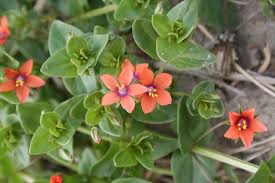 Attēlu rezultāti vaicājumam “Anagallis arvensis leaf”