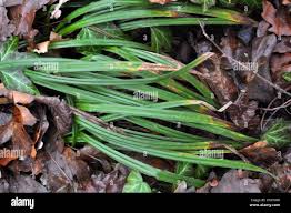 Attēlu rezultāti vaicājumam “Carex pilosa leaf”