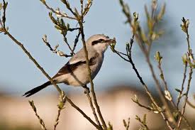 Attēlu rezultāti vaicājumam “Lanius excubitor”