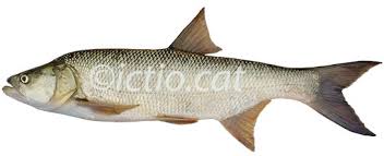 Image result for Aspius aspius