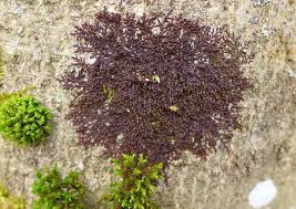 Attēlu rezultāti vaicājumam “Frullania dilatata”