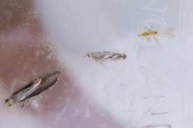 Attēlu rezultāti vaicājumam “Bucculatricidae”