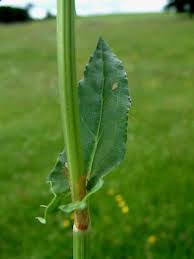 Attēlu rezultāti vaicājumam “Rumex acetosa bud”