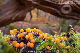 Attēlu rezultāti vaicājumam “Trichia decipiens”