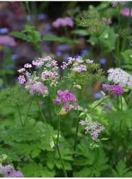 Attēlu rezultāti vaicājumam “Chaerophyllum aromaticum flower”