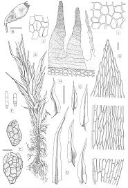 Attēlu rezultāti vaicājumam “Pohlia nutans sporophyte”