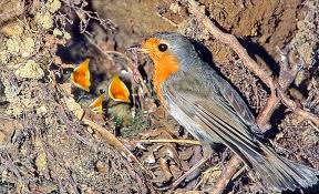 Attēlu rezultāti vaicājumam “Erithacus rubecula nest”