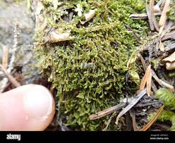 Attēlu rezultāti vaicājumam “Jungermanniopsida”