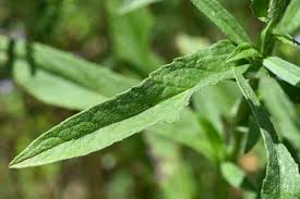 Attēlu rezultāti vaicājumam “Inula britannica leaf”