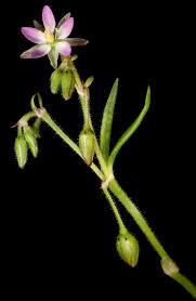 Attēlu rezultāti vaicājumam “Spergularia marina bud”