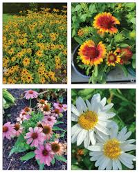 Attēlu rezultāti vaicājumam “Asteraceae”