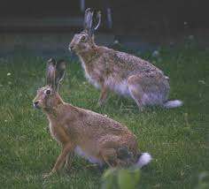 Attēlu rezultāti vaicājumam “Lepus sp.”