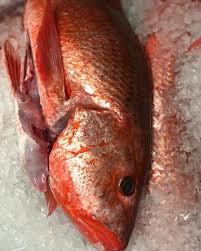 Image result for Lutjanus colorado