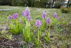 Attēlu rezultāti vaicājumam “Orchis militaris”