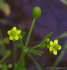 Attēlu rezultāti vaicājumam “Ranunculus sceleratus fruit”