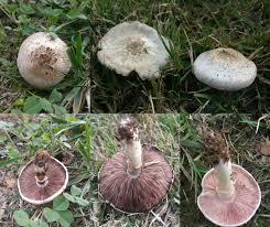 Attēlu rezultāti vaicājumam “Agaricus”