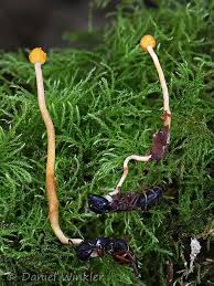 Attēlu rezultāti vaicājumam “Cordyceps”