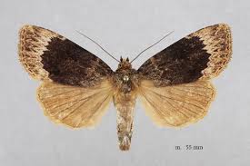 Attēlu rezultāti vaicājumam “Amphipyra perflua”