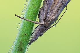 Attēlu rezultāti vaicājumam “Pediasia contaminella”