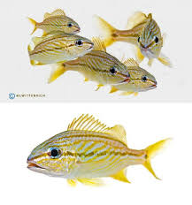 Image result for Haemulon flavolineatum