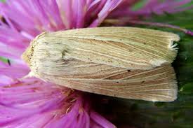 Attēlu rezultāti vaicājumam “Mythimna impura”