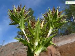 Attēlu rezultāti vaicājumam “Carlina biebersteinii fruit”