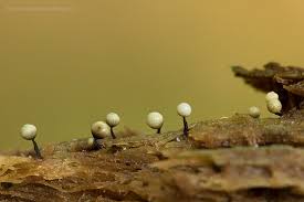 Attēlu rezultāti vaicājumam “Comatricha alta macro”