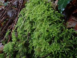 Attēlu rezultāti vaicājumam “Eurhynchium angustirete sporophyte”