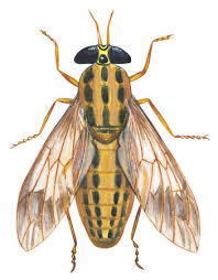 Attēlu rezultāti vaicājumam “Chrysops”