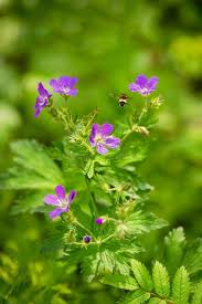 Attēlu rezultāti vaicājumam “Geranium sylvaticum flower”