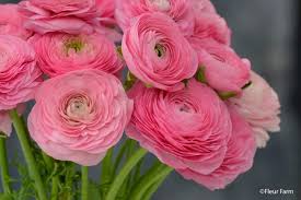 Attēlu rezultāti vaicājumam “Ranunculus brunnescens”