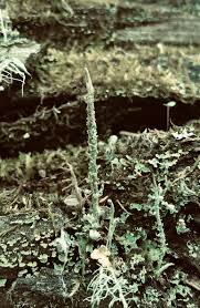 Attēlu rezultāti vaicājumam “Cladonia cornuta”